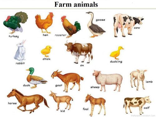học tiếng Anh theo chủ đề con vật